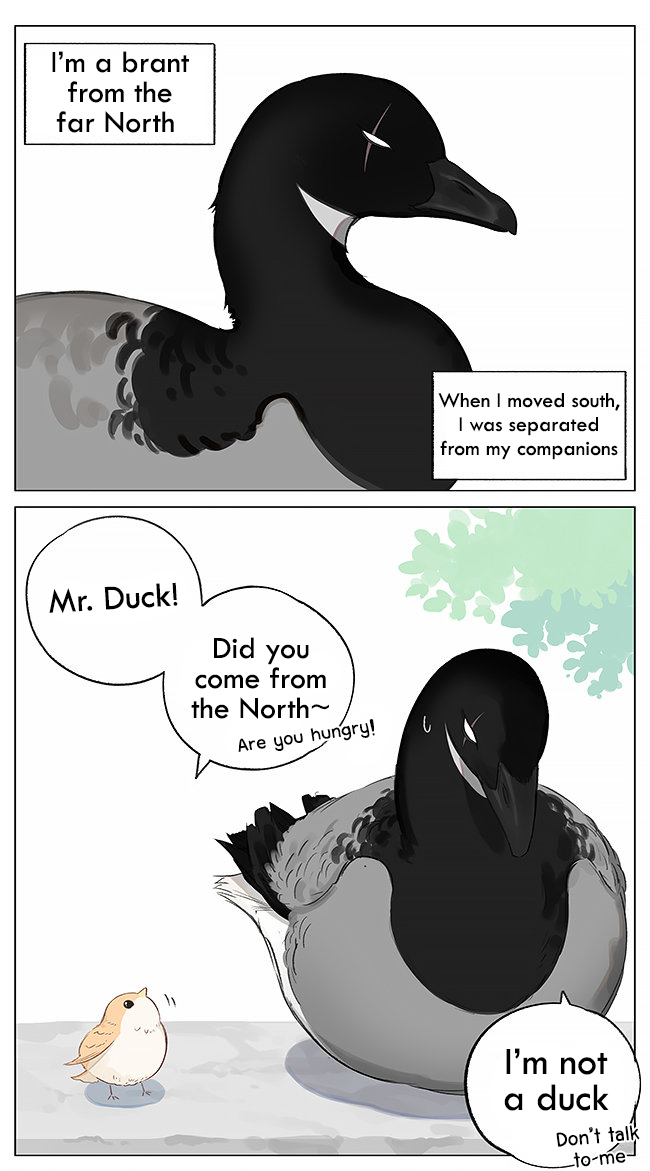 Southern Bird and Northern Bird 第1页