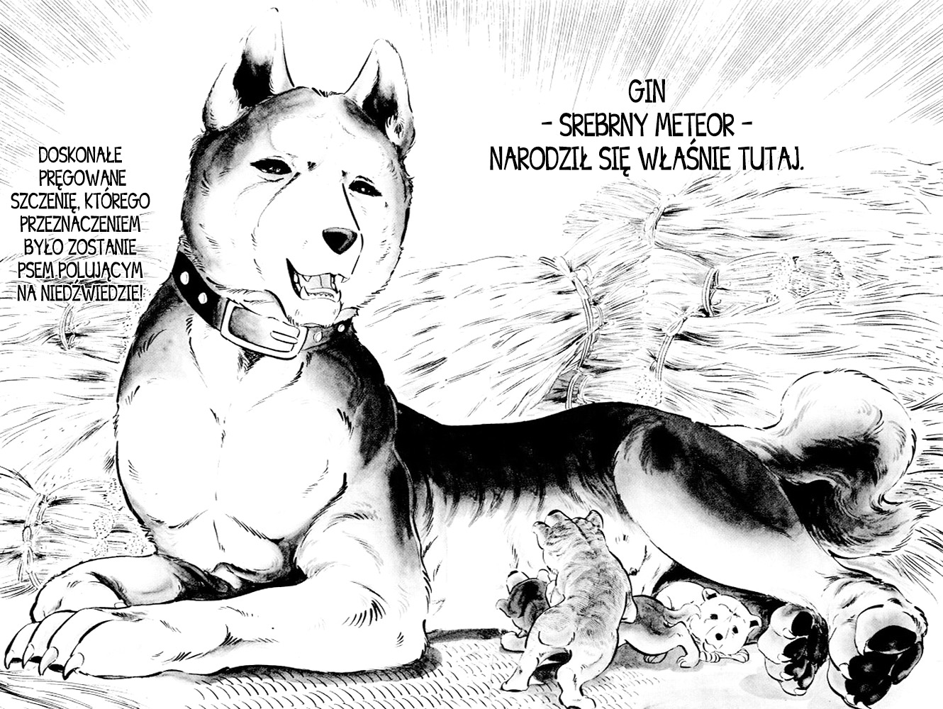 Silver Fang – The Shooting Star Gin – Narodziny psa na niedźwiedzie, Gina! 第20页